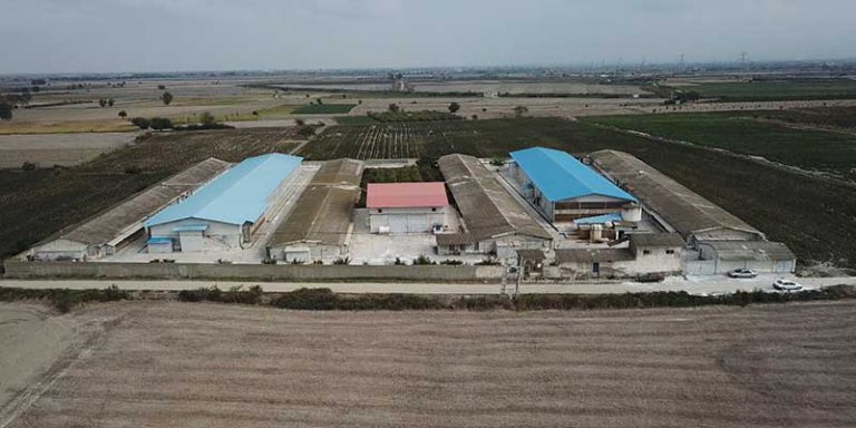 broiler-chicken-farm-dam-o-toyor-kourosh