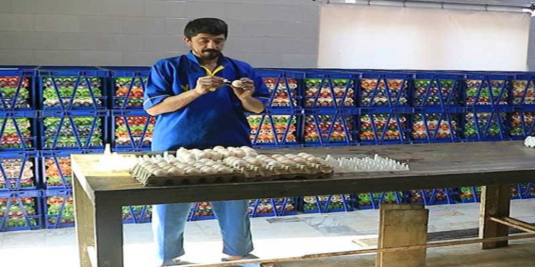 kargah-joojeh-keshi-dam-o-toyor-kourosh